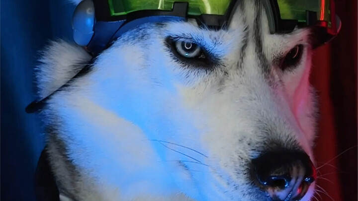 Ngapain nempel-nempel? Aku kan Husky yang dingin dan jutek!