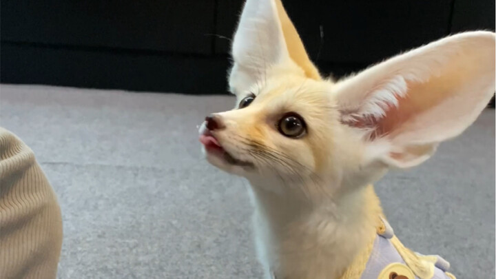 Cáo tai lớn Tiểu Cửu ăn sầu riêng rồi～