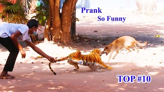 Best TOP #10 Dog Prank! Fake Tiger vs Sleep Dog   So Funny Try to Stop Laugh Challenge