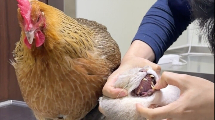 Sheng Nan: The New Year’s over—mission accomplished, all clear!