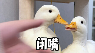 Don’t raise two ducks!