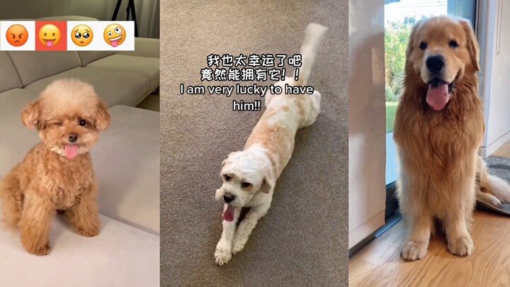狗勾真的是治愈系宠物！