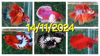 ĐỢT CÁ 14/11/2024, BETTA GIÁ RẺ: DUMBO, SUPER RED, SAMURAI, NEMO HALFMOON, YELLOW FC, RED FANCY.