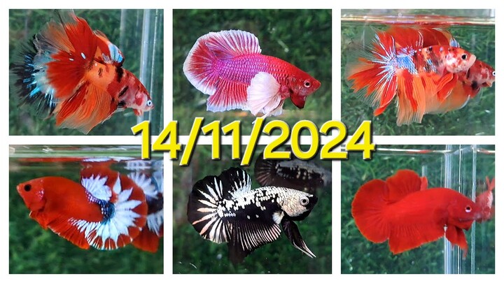 ĐỢT CÁ 14/11/2024, BETTA GIÁ RẺ: DUMBO, SUPER RED, SAMURAI, NEMO HALFMOON, YELLOW FC, RED FANCY.