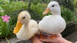 原来上万元的柯尔鸭和普通的鸭子差别这么大，看完你觉得这鸭子值那么多钱吗？
