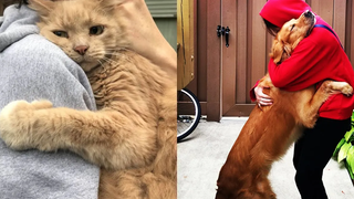 Sometime All you need is a Hug - PETS Most Emotional Moments แสดงความรักต่อเจ้าของตลอดกาล