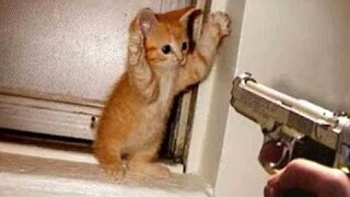 OMG So Cute Cats ♥ Best Funny Cat Videos 2020 #47