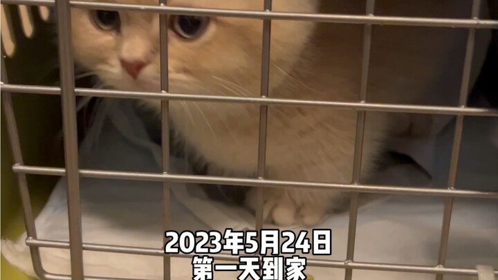 The Rise to Fame of the Internet-Famous Lazy Cat on a Board