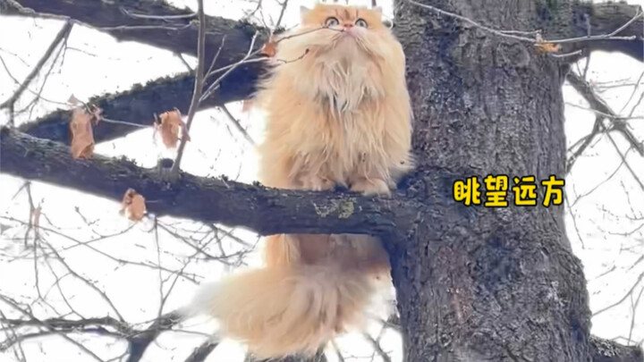 After you get back to the village, be sure to keep a close eye on your cat!
