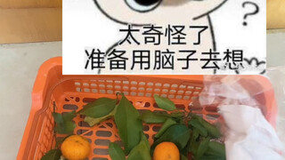 震惊！砂糖橘（新年特供版）竟一夜之间消失！