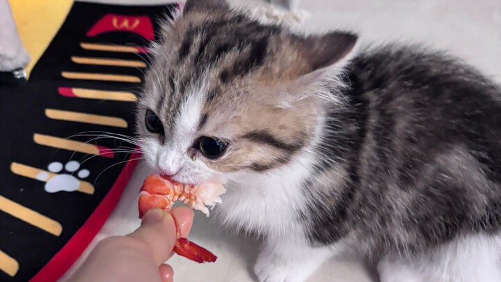 Đi lên khán đài săn về cho mèo con một con tôm lớn!