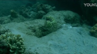 [Big Octopus] Mutant Octopus Attacks Human to Save Its Child | Action / Horror / Adventure