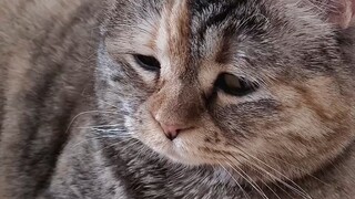 The cat who wakes up early has no food to eat, and the mother who wakes up late has to scoop the poo