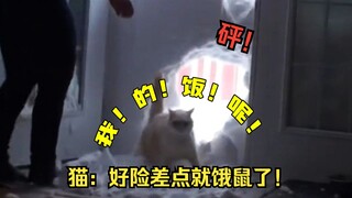 猫咪：干饭不积极，脑子有问题！俄！滴！粮！