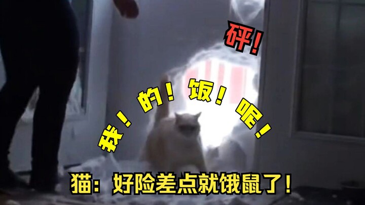 Kucing: Kalau kamu nggak makan secara aktif, ada yang salah dengan otakmu! Oh! Jatuh! Makanan!