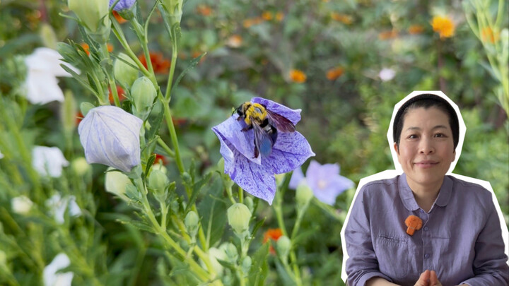 From planting platycodons to cultivating one-of-a-kind ones~