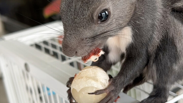Mouse: Is this something a human would do? You’re trying to trick me into peeling lychees for you ag