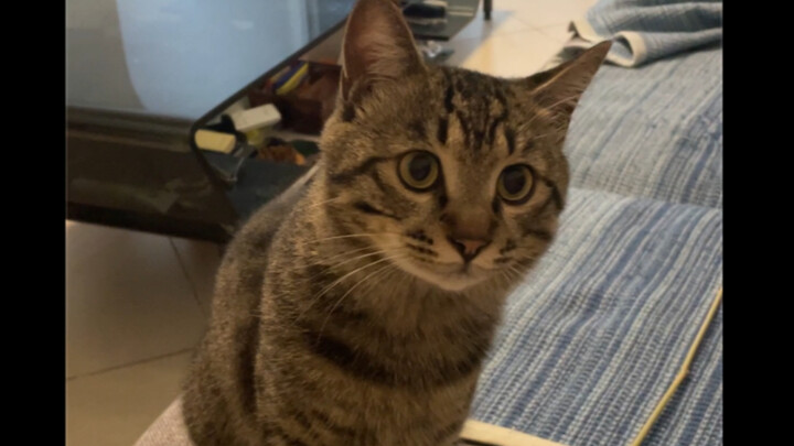 I’ve been very good today—could you spend a little more time playing with me?