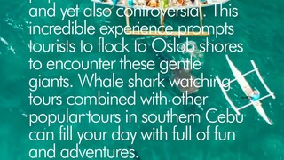 oslob whale shark watching