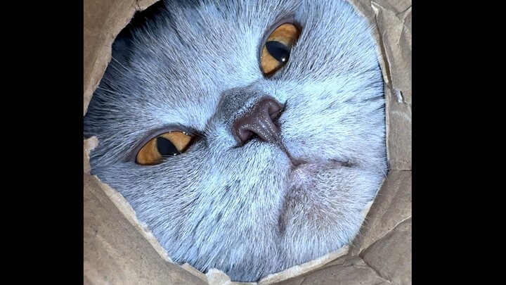 ใครยังไม่นอนนะ ระวังโดนเหมียวๆ จิกนะ!