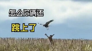 Video binatang yang sangat menyenangkan!