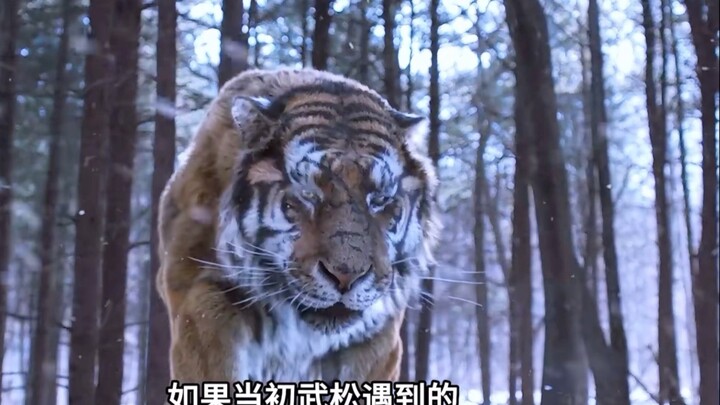 Mountain Lord: Only you’re named Wu Song!