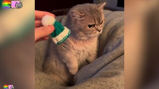 The hat I bought for the kitten fits perfectly!