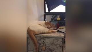 💋 Cục bột mập 💋 meowmeow meocute meomeo meocon1712 meoconkute cucbotnho meoxinhidol