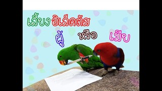 รีวิวนกแก้ว: จะเลี้ยงอิเล็คตัส(Eclectus)เพศผู้หรือเพศเมีย EP.63