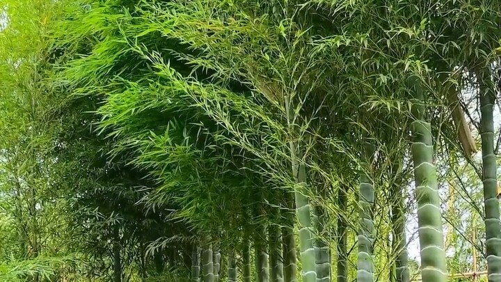 What kind of bamboo is this?