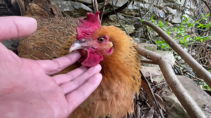 แม่ไก่: ขอบคุณที่ดูแลนะ ฟักไข่ให้สำเร็จแน่นอน!