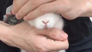 Lihatlah kelinci putih ini, apakah sepasang matanya menyelamatkan satu wajah?