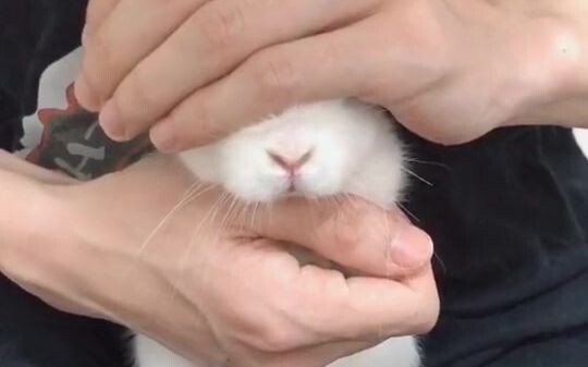 Các bạn thấy không, phải chăng đôi mắt đã cứu cả một khuôn mặt của thỏ trắng nhỏ