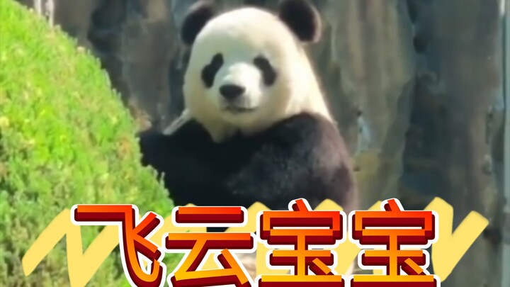 Mọi người ơi, sao lại có một chú gấu nhỏ hoàn hảo như Feiyun thế này chứ! Nhìn từ xa thôi cũng đủ kh
