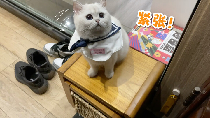 小猫咪背着你在家都干啥