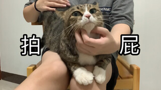 Versi eksklusif suara manja saat memencet kucing