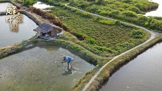 挪威的华人首富，回到中国养罗非鱼，几年过去成世界第一，一条鱼能有多少利润？【纪录海之南】