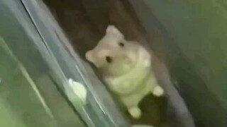 老鼠:咩啊？