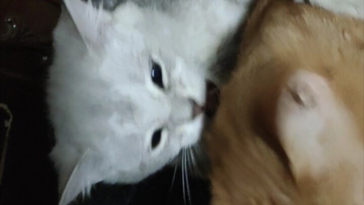 Bro, kamu wangi banget!