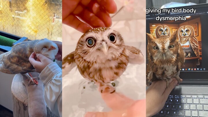 Owls are also cats, so it's not too much to pet them.