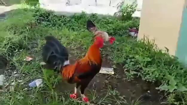 goldenboy sweater. graveh ang bangis🐓