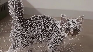 "القطة المعنية تطالب بحذف الفيديو فورًا!"