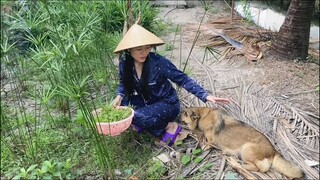Ra Vườn Hái Rau Đắng Đất Nấu Cháo Cá Lóc| Buổi Sáng Thanh Bình Ở Quê Nhà| ÁNH KUA