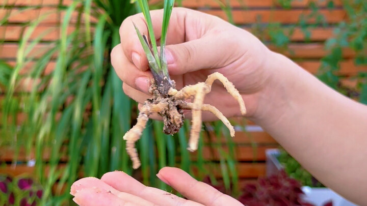 How to activate old pseudobulbs of orchids to sprout new shoots