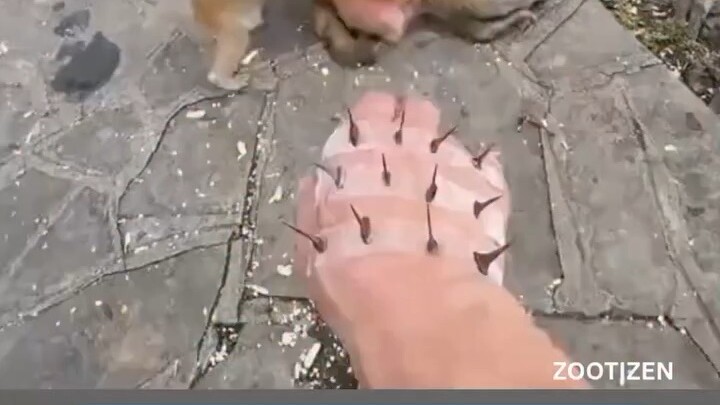 Smart monkey more than you