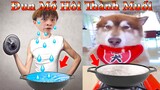 Thú Cưng TV | Dương KC Pets | Ngáo Husky Troll Bố #24 | chó thông minh vui nhộn funny cute smart dog