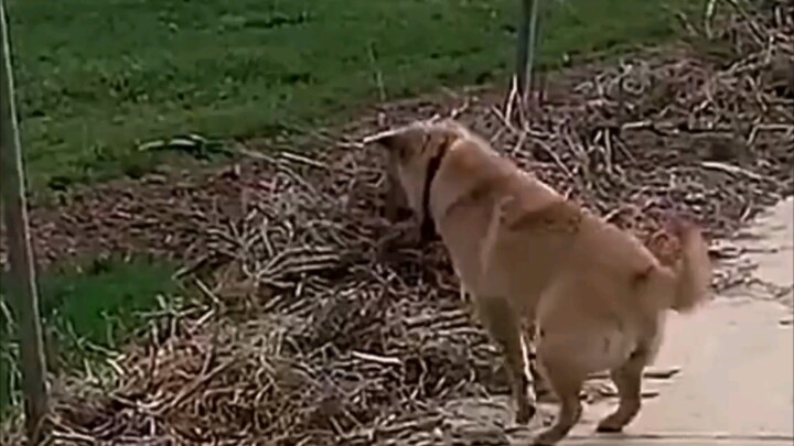 狗：主人，你看我厉害不？