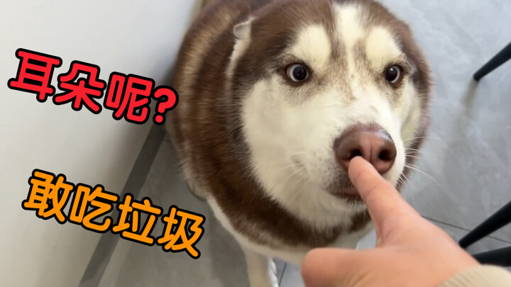 二哈吃垃圾桶里的垃圾，被主人暴打一顿！