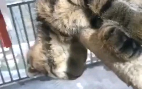 Won’t you get a stiff neck sleeping like this?