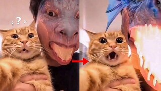 Angry Cats & Dogs - คุณหัวเราะคุณแพ้ 🥰